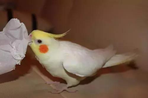 玄凤鹦鹉喂什么牌子奶粉,特点玄凤鹦鹉怎么培育的