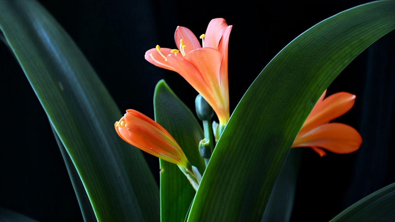 春季翻盆换土的花,哪些花适合在秋季换盆