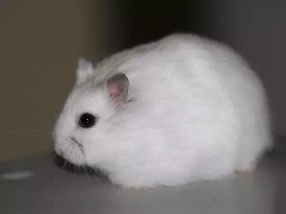 坎贝尔仓鼠和加卡利亚仓鼠,仓鼠生育的小仓鼠种类