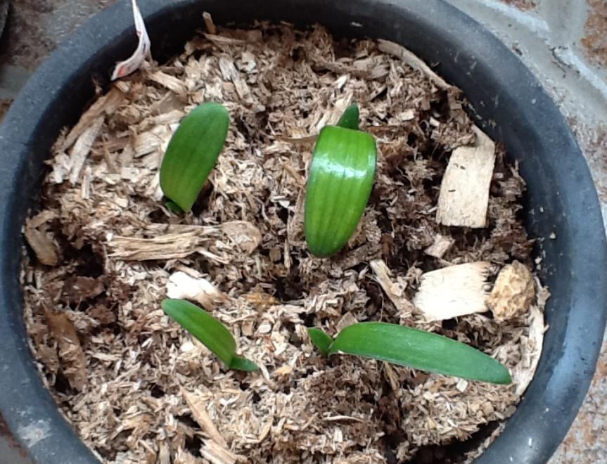 君子兰种子可以用椰糠培育吗,干透的君子兰种子怎样播种