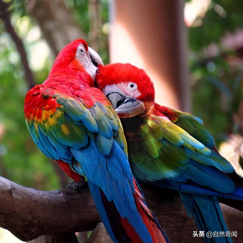 亚马逊十大凶猛植物,巴西亚马逊热带雨林动植物