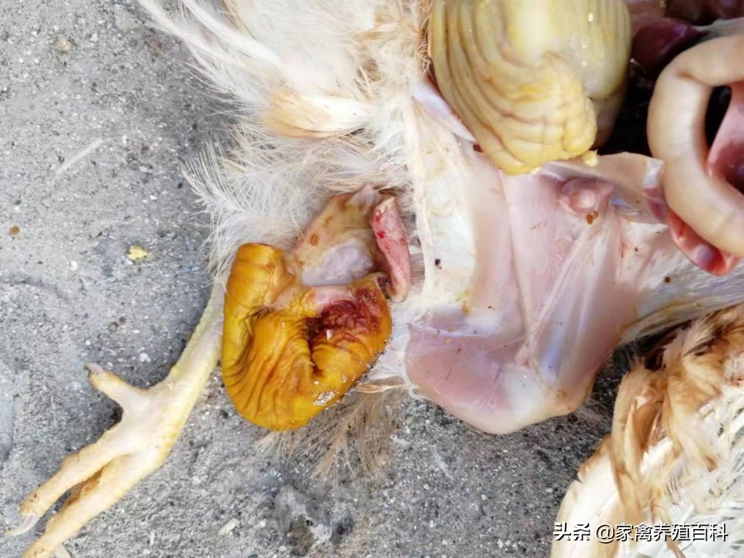 蛋鸡易发病的诊治,蛋鸡霉菌的种类