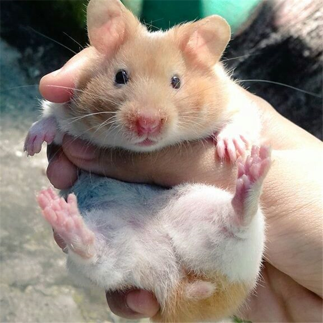 仓鼠幼鼠每天的食量,仓鼠为什么一直往颊囊塞东西