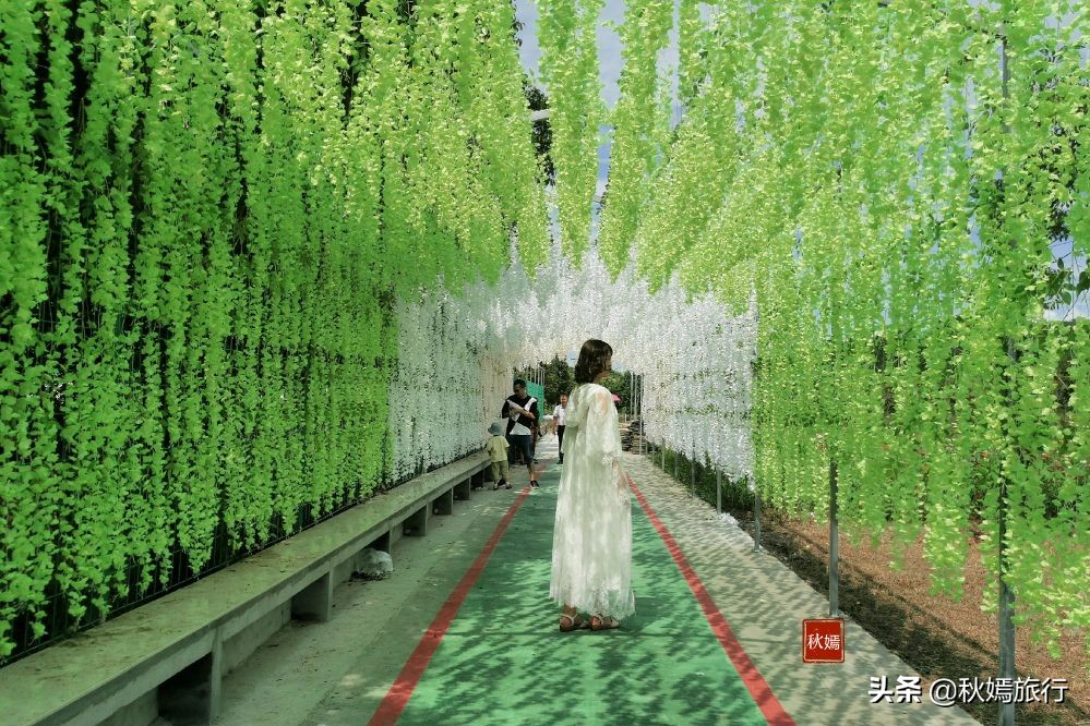 常熟粉黛花海景点,常熟市油菜花田