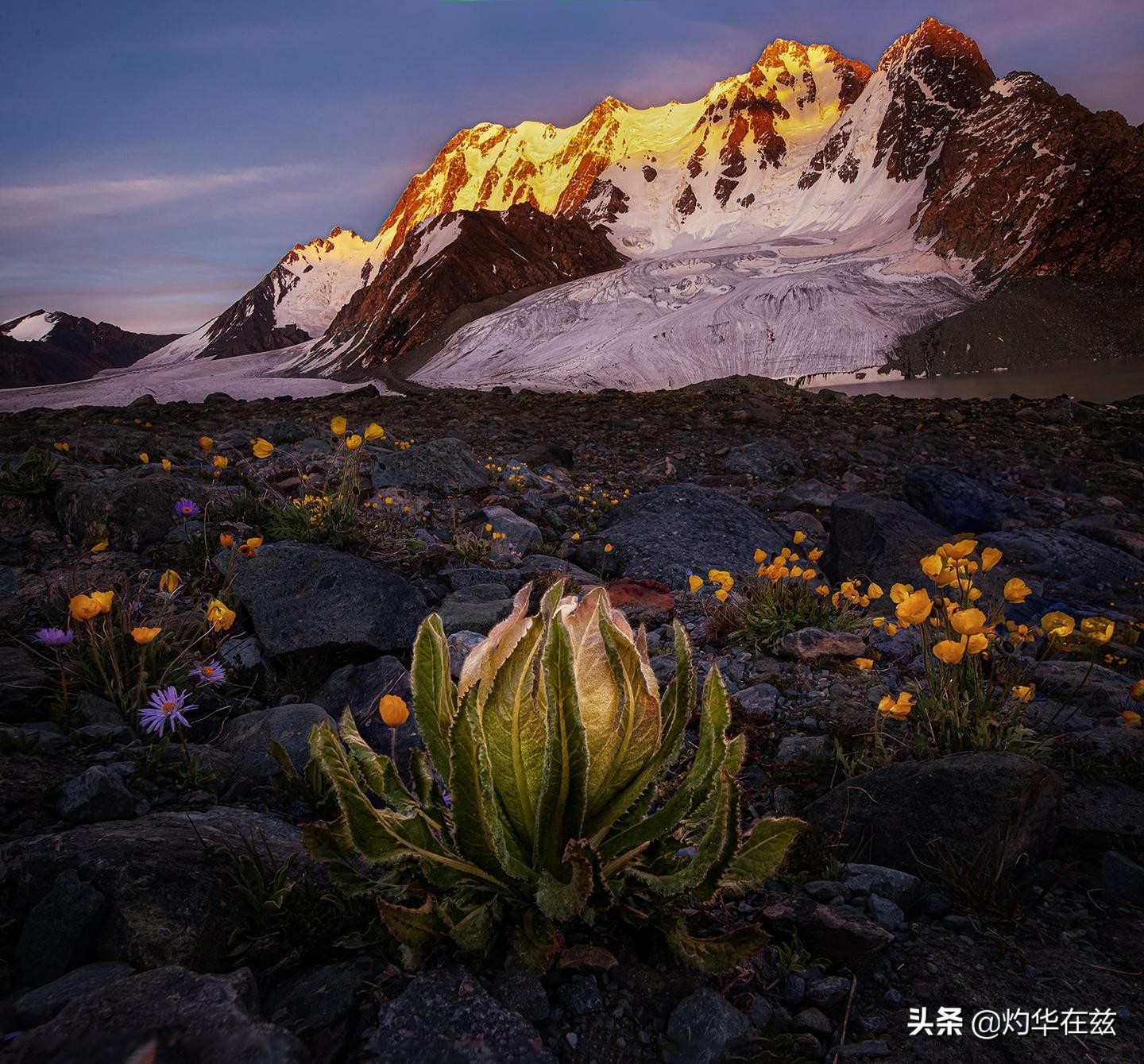 天山雪莲奇花,天山雪山雪莲