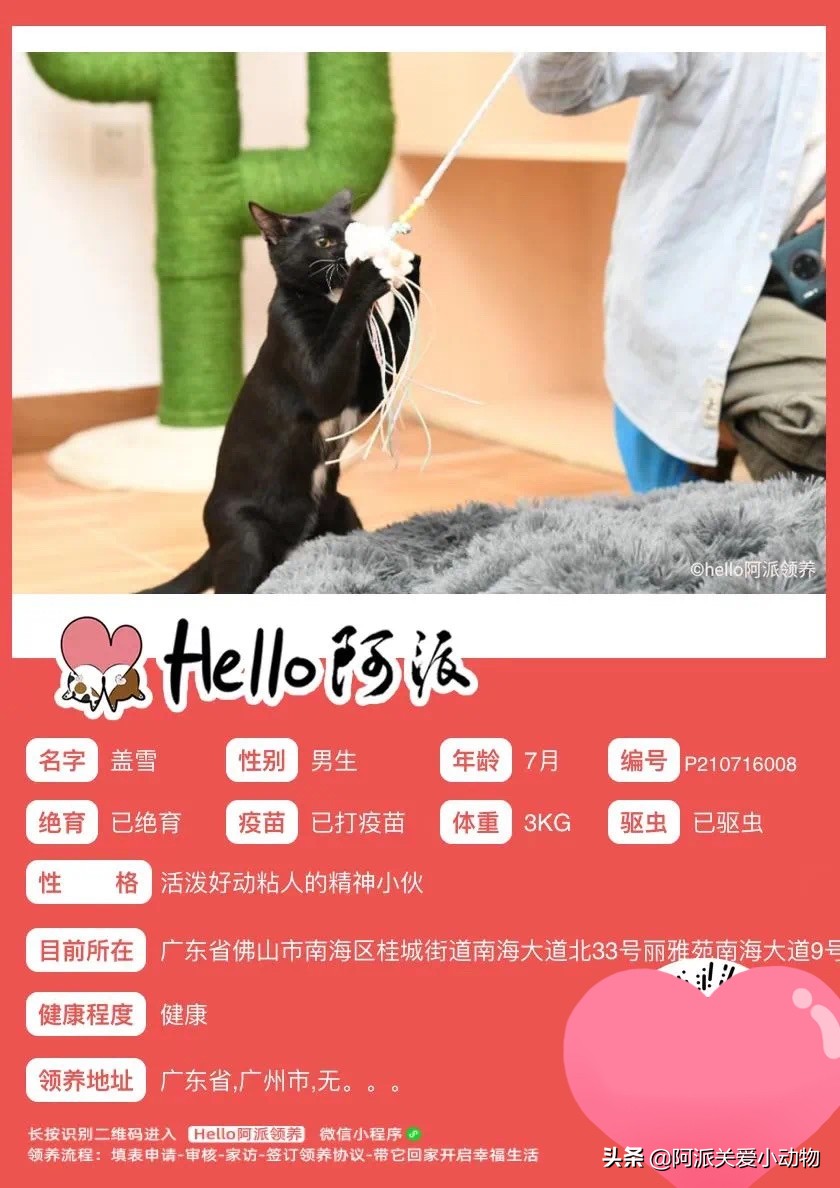 盖雪：信女愿一生荤素搭配，祈望这只拆家啊不，旺家猫找到新家