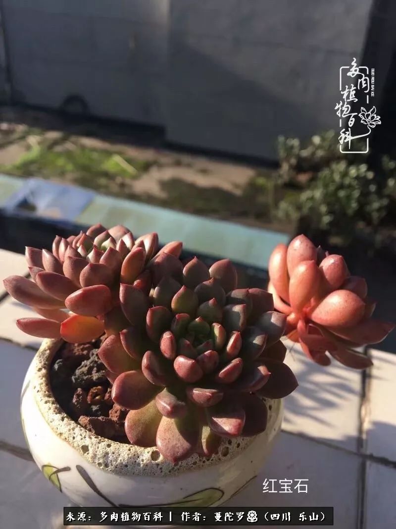 转角遇见多肉,遇见多肉治愈自己