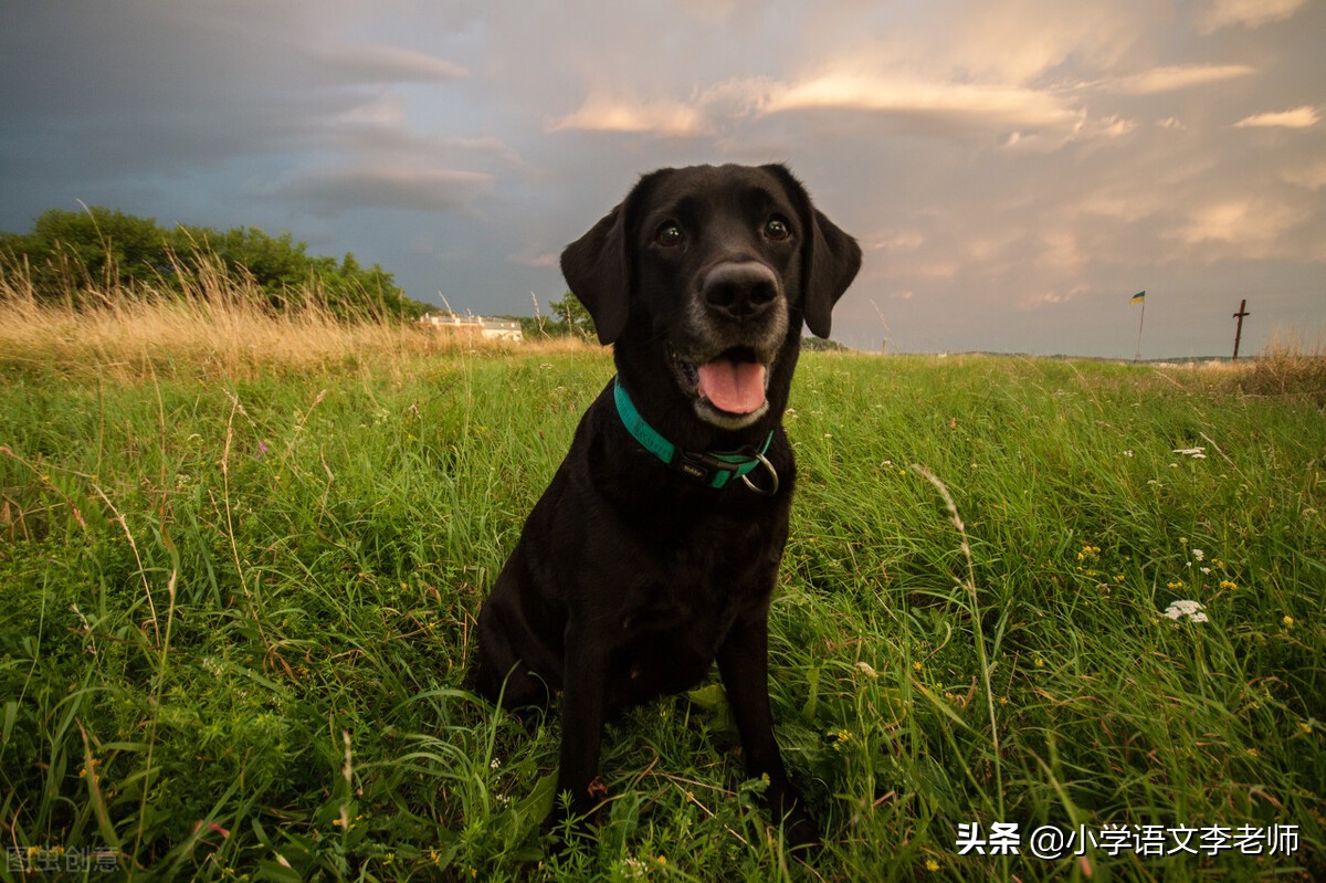 写动物作文开头结尾优秀大全,描写动物的精彩开头和结尾