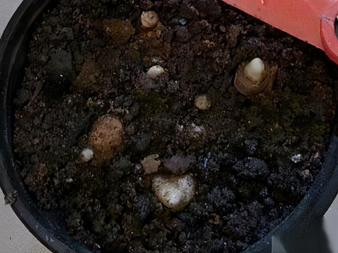 生姜盆栽方法？只需6个步骤，在家也能种出生姜