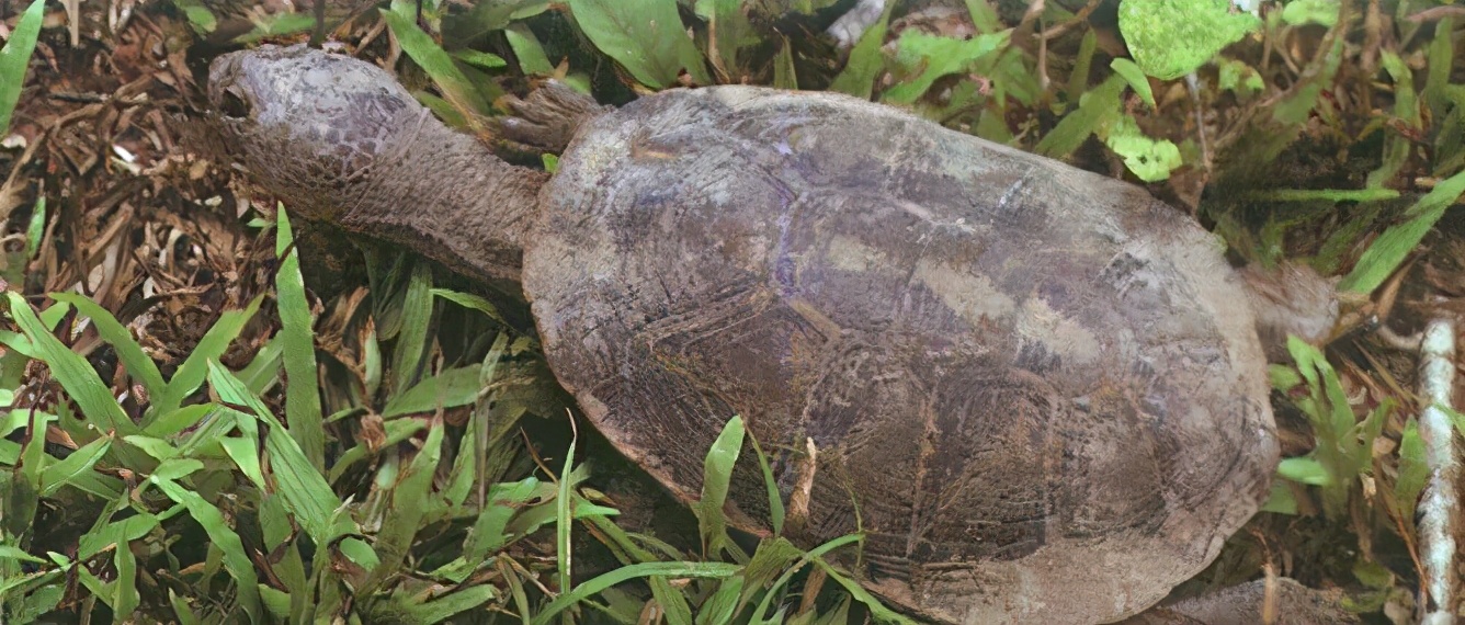 龟类大百科,大眼睛龟类