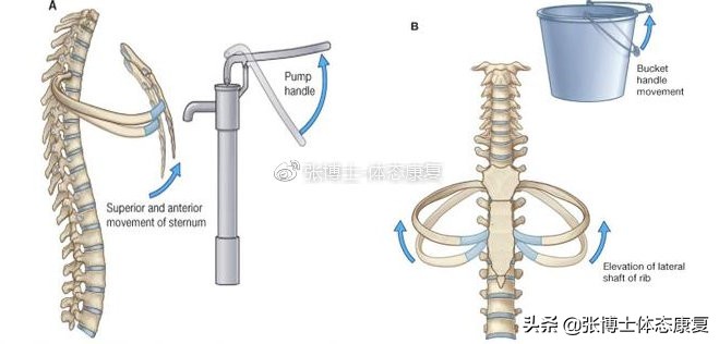 您了解腹式呼吸吗,腹式呼吸名词解释