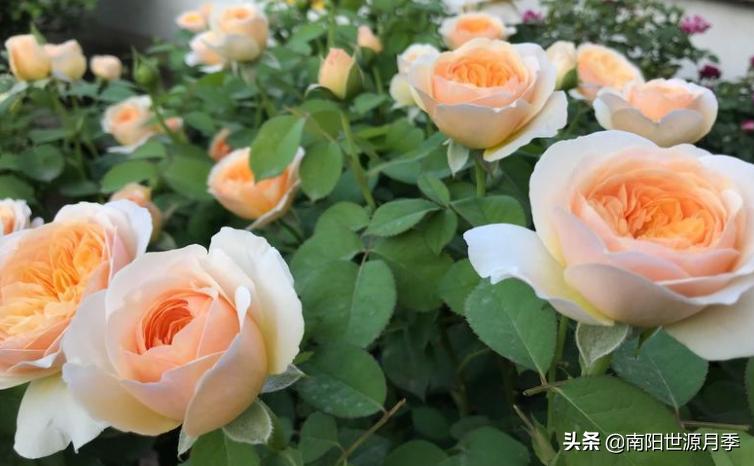 推荐几款好养花期长的月季,推荐8款高颜值月季