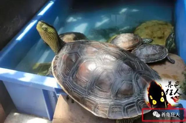 南石龟草龟花龟哪个体型大,草龟花龟珍珠龟哪个更好养