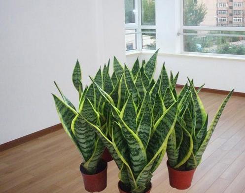 家里装修什么绿植除甲醛,大盆栽植物室内除甲醛