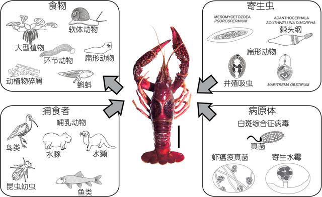 虾说，这是一篇让你不仅会吃，还会认……一文解决“虾”认识