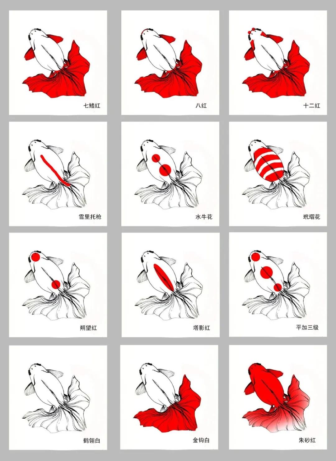 漂亮易养的金鱼有哪些名字,最好看的金鱼叫什么名字
