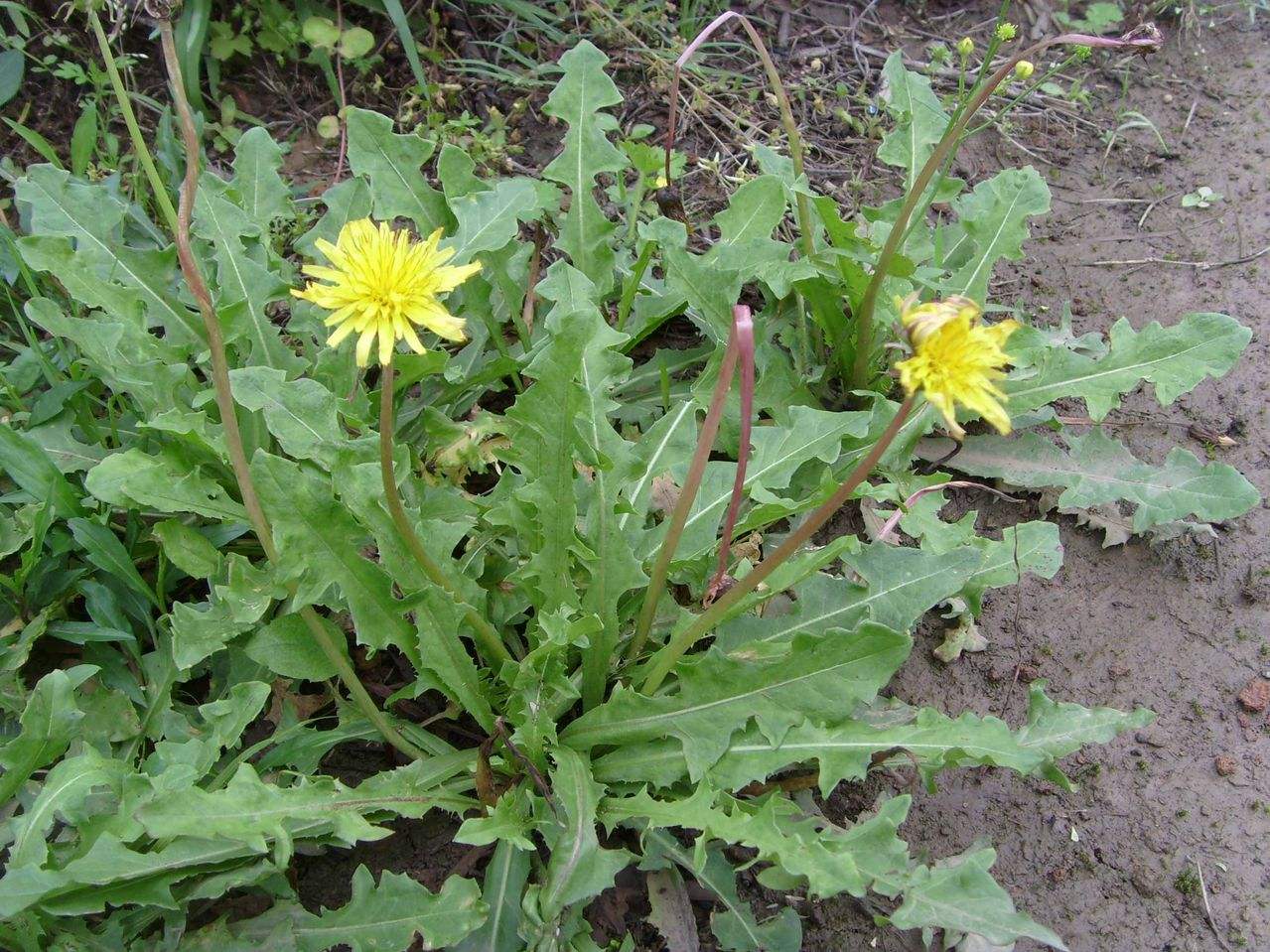 荒坡蒲公英种植的经济效益怎样,蒲公英的种植前景和利润怎么样