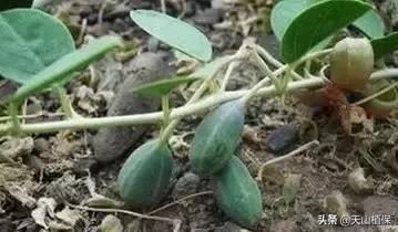 戈壁当中最常见的植物,在野外都能捡到的稀有植物