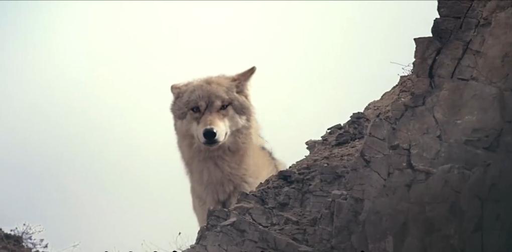 放羊老头跑了三天三夜,放羊老人和狼王