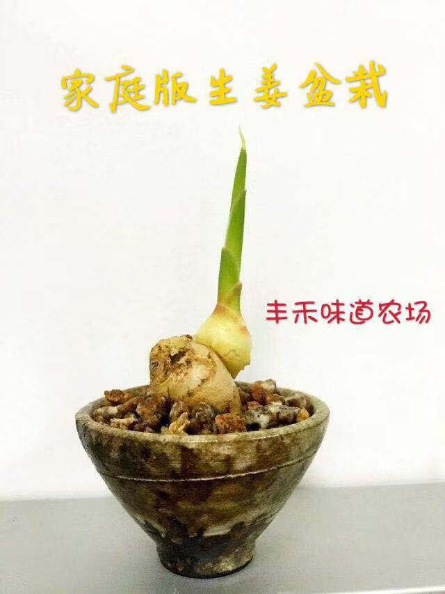家庭生姜种植技术视频教程,盆栽生姜种植方法用什么肥料