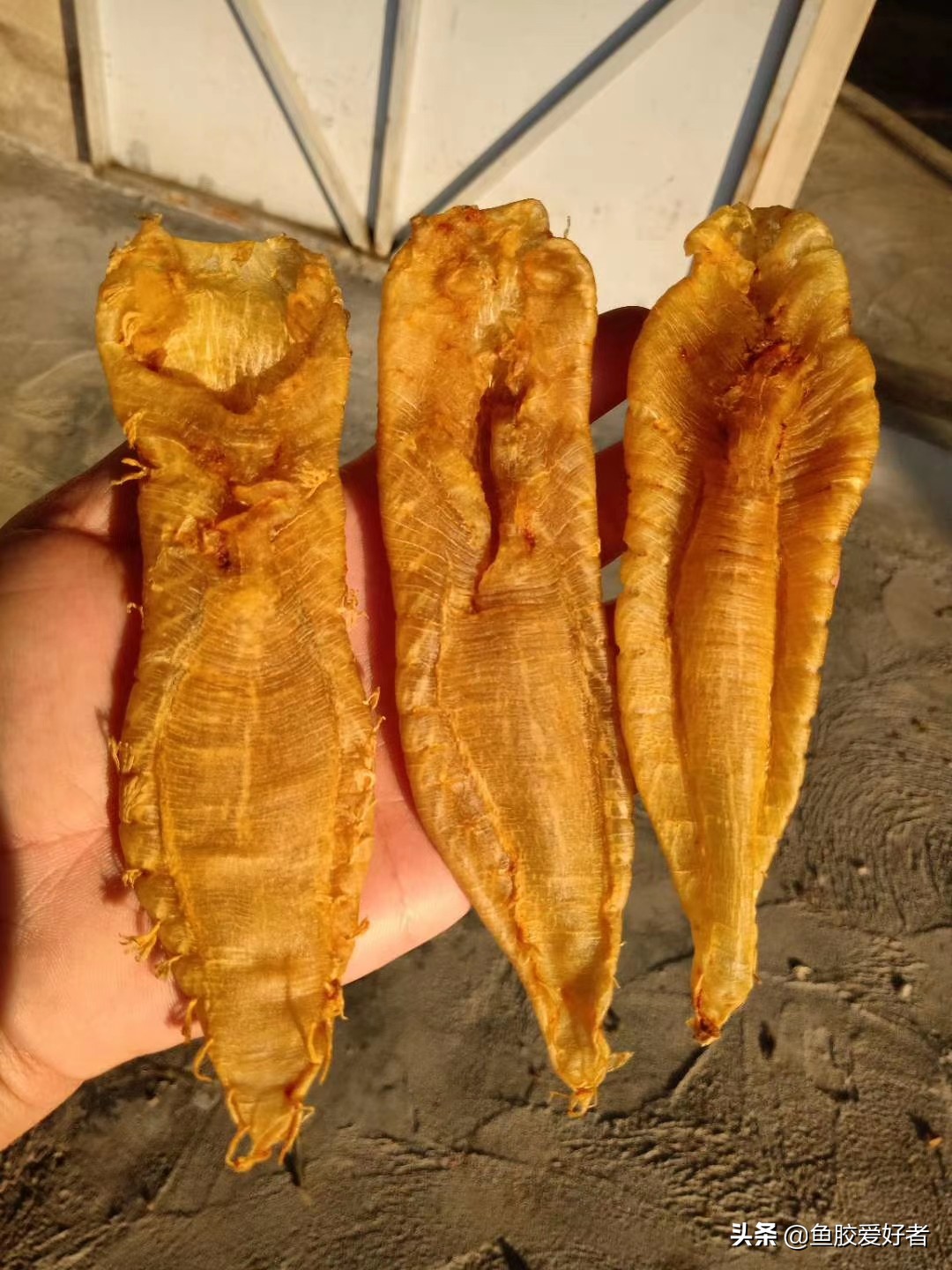 哪些鱼胶新手不建议选,第一次买鱼胶如何不被坑