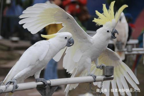 牡丹鹦鹉到底有多少种,可以饲养的牡丹鹦鹉有什么品种