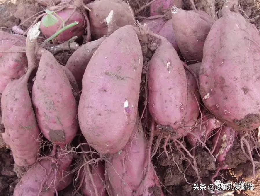 正宗红薯粉条,怎样下红薯粉条