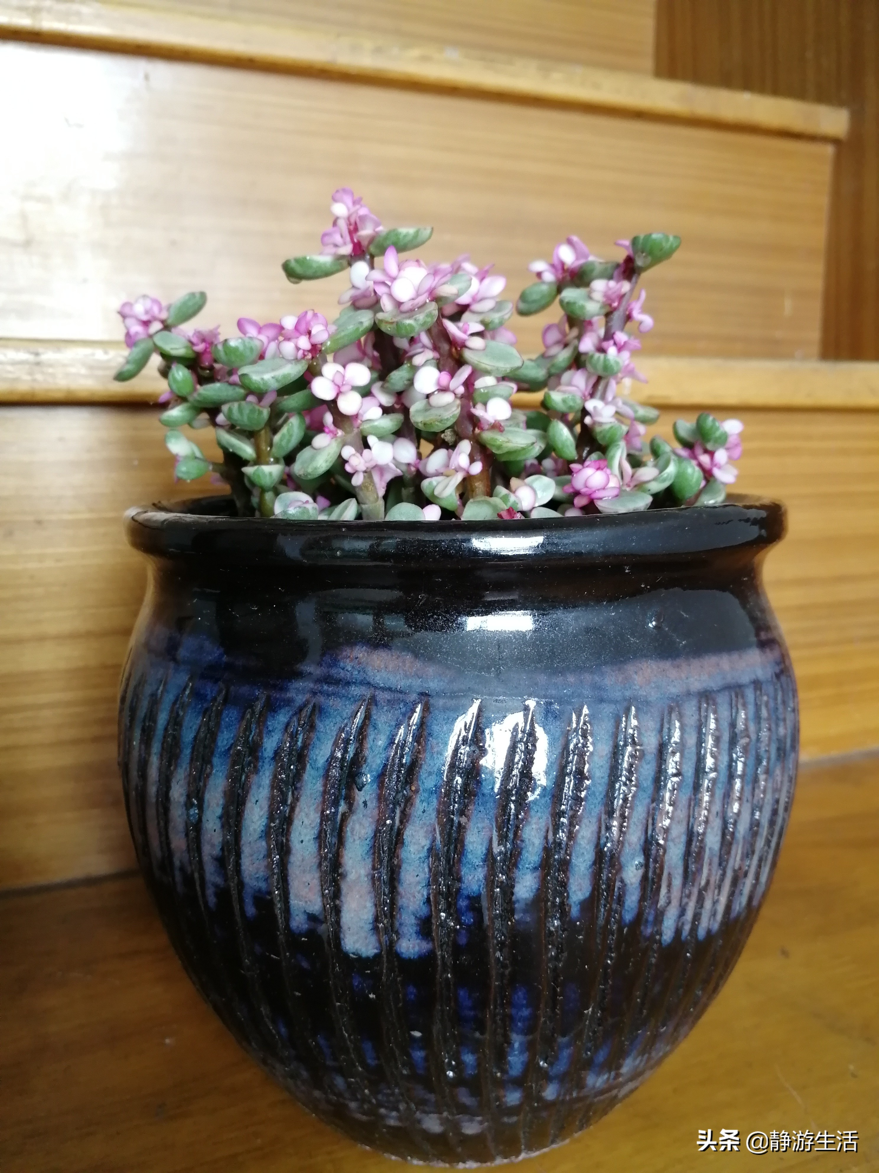 雅乐之舞，这飞扬在尘世间的灵动舞者