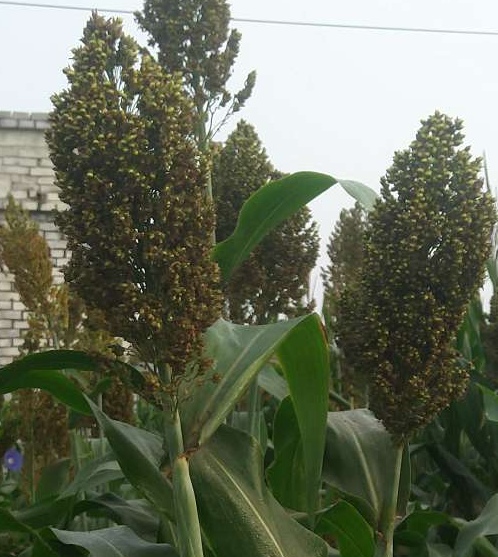 丰收时节，田间地头摇曳的红色黍穗，是难忘的童年意象