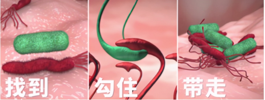 感染幽门螺杆菌只吃甲硝唑有用吗,感染幽门杆菌只能吃药吗