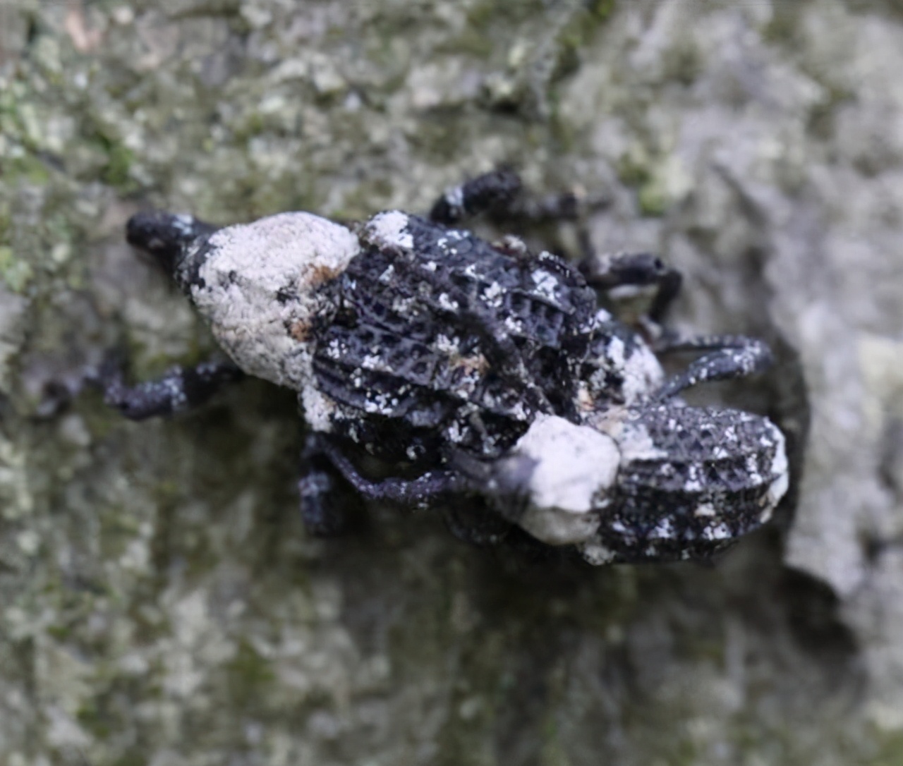 都有哪些常见的甲虫,不同种类但是很相似的甲虫图片