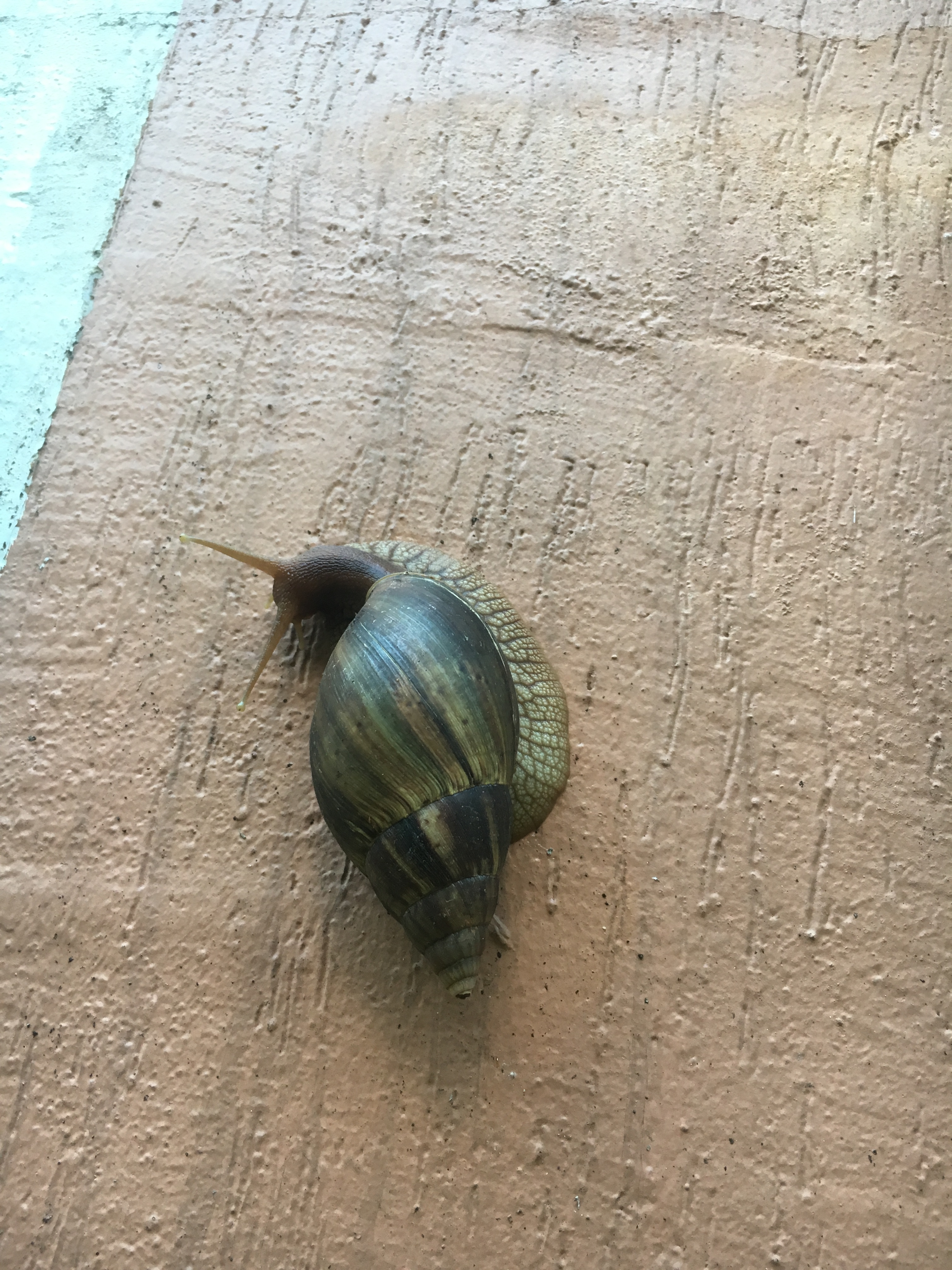 一日之计在于晨完整的古诗下一句,一日之计在于晨完整的古诗视频