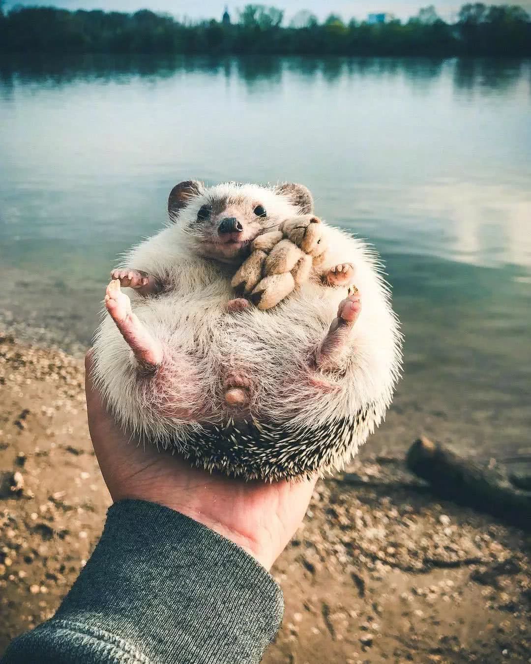 网红小刺猬——过成了你最想要的样子。