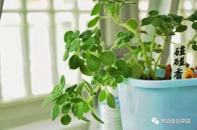 当中药碰上多肉，好吃又健康