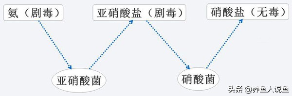 上过滤鱼缸怎么培养硝化细菌,鱼缸过滤培养硝化细菌要多久