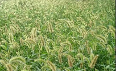 动物与植物有哪些成语故事,哪些成语与植物行为有关