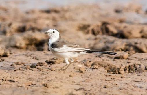 中国的植物多样性保护,全国林草生物多样性保护成就展