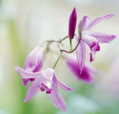 中药白芨的功效,白芨中医药故事