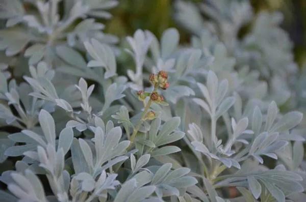 银白色的植物有哪些,草本类观赏植物