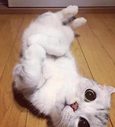 刚出生的猫咪跟老虎一起长大,从小和老虎长大的猫咪会怎么样