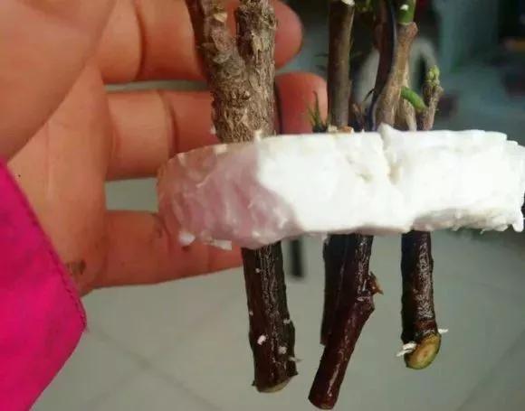 剪下枝条给根插水就能活的绿植,什么花枝条插水就能活