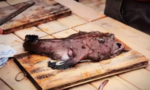 海捕常见海鱼,东海海鱼图片和名称大全