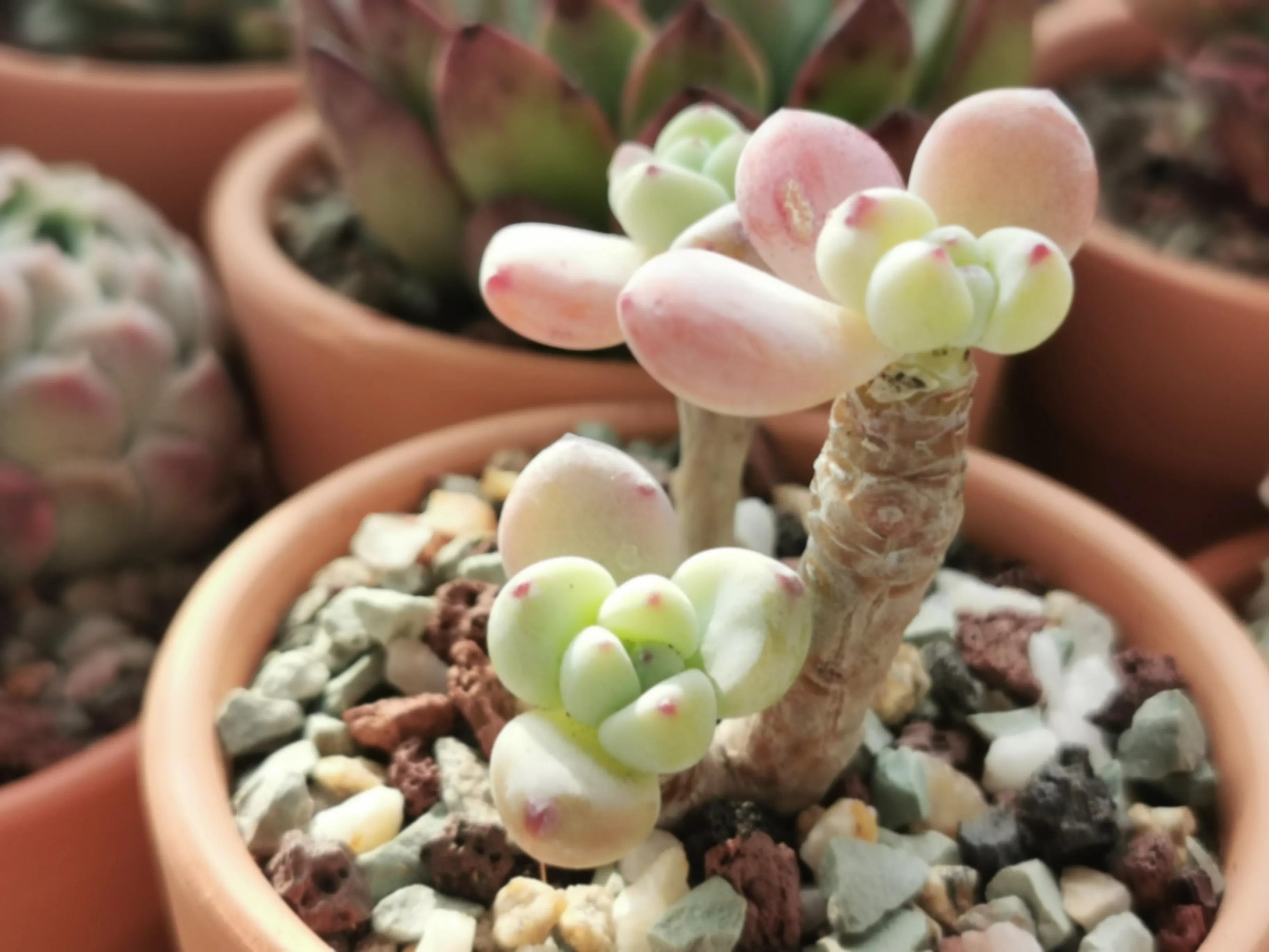 多肉品种大全大集合,多肉35元一盆图片