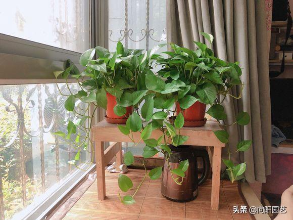 绿萝叶片有黑斑点发黄怎么治,绿萝出现叶子黄应该怎么养护