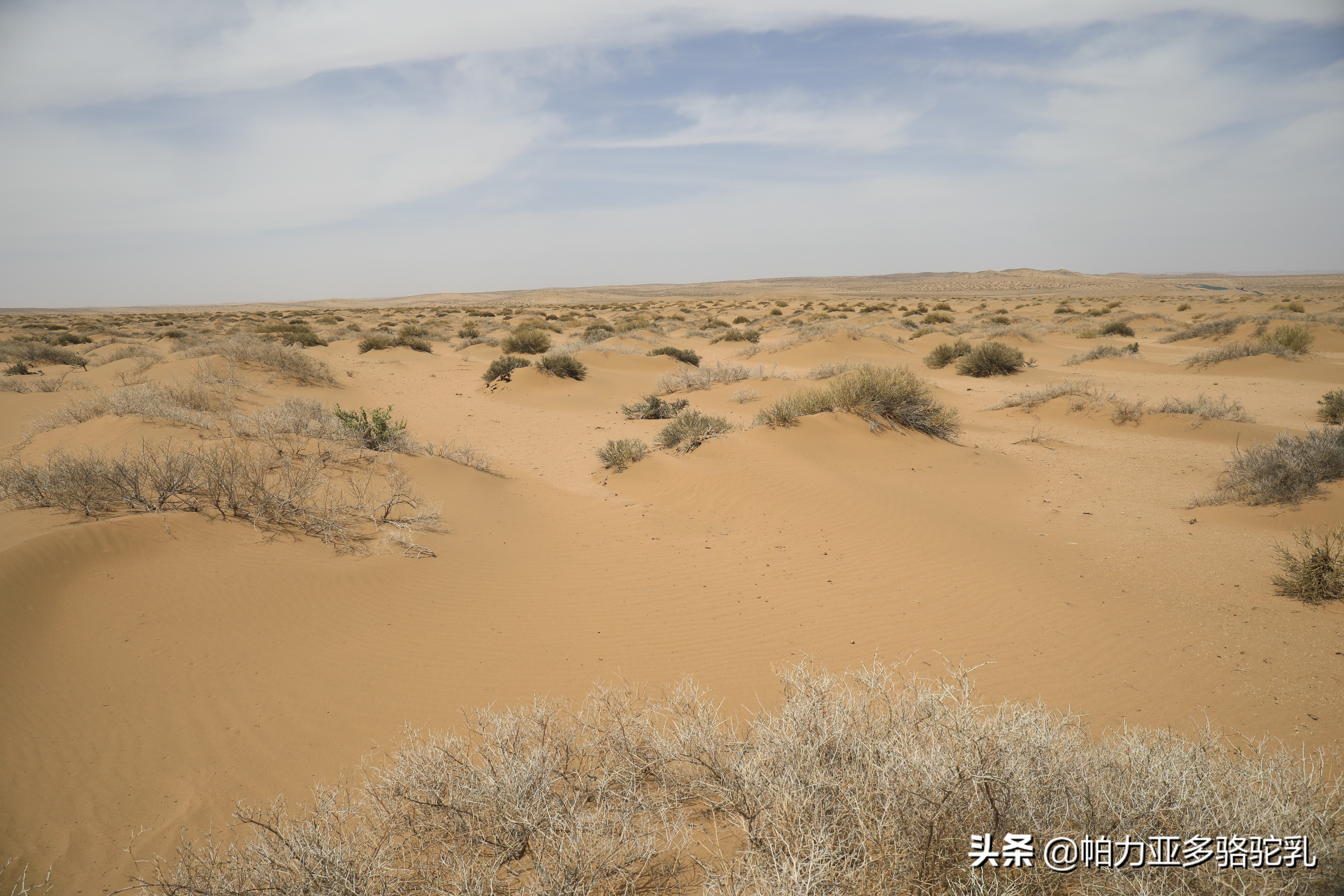 帕力亚多驼奶粉300克多少钱,帕力亚多骆驼奶粉的功效和作用
