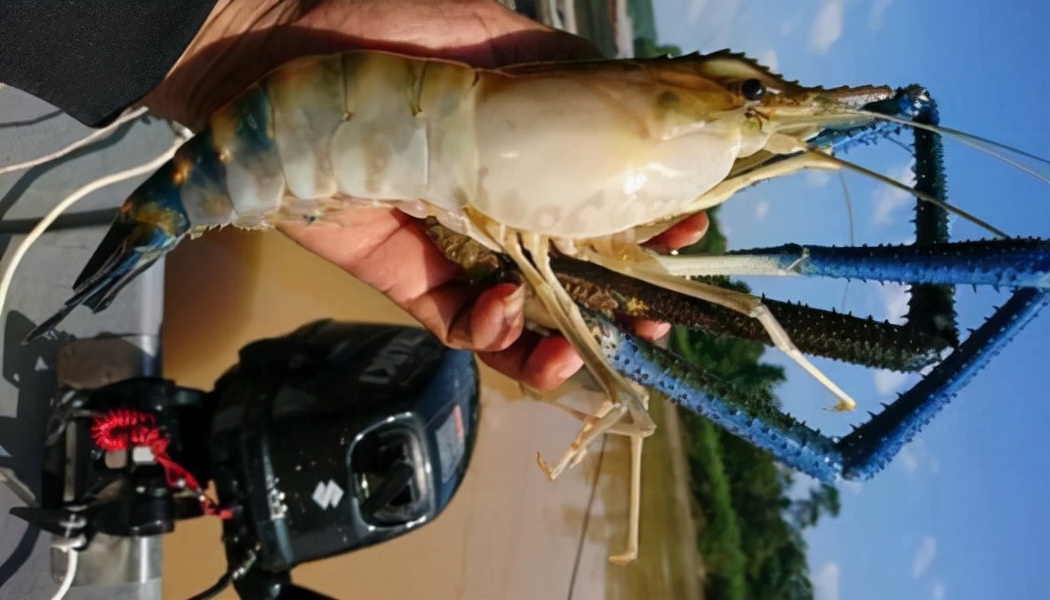 中国拒收印度虾,中国进口印度大虾