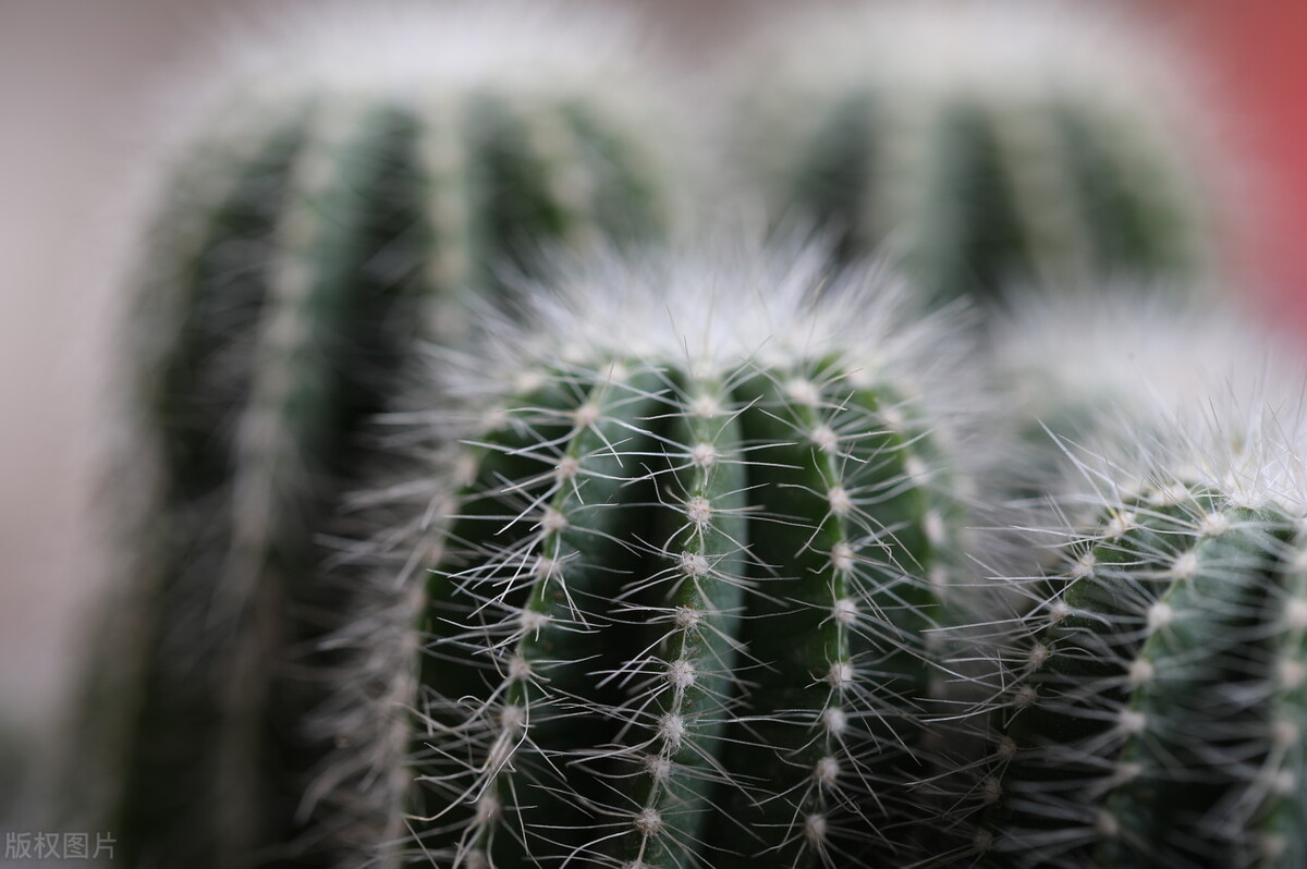 狼牙棒花可以栽家里吗,狼牙棒适合种什么花