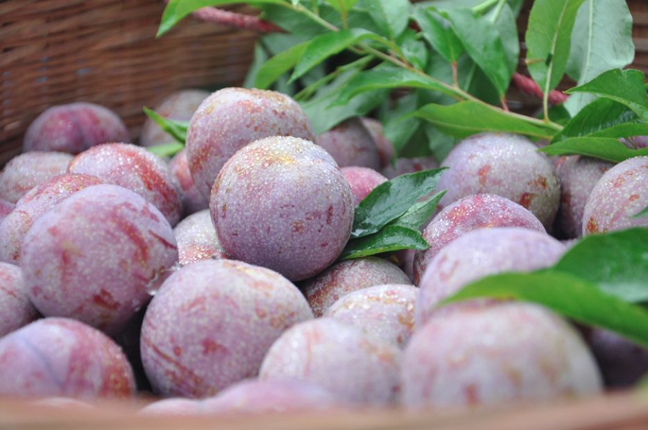 三华李树要栽多久才能结果,种植三华李第一年管理