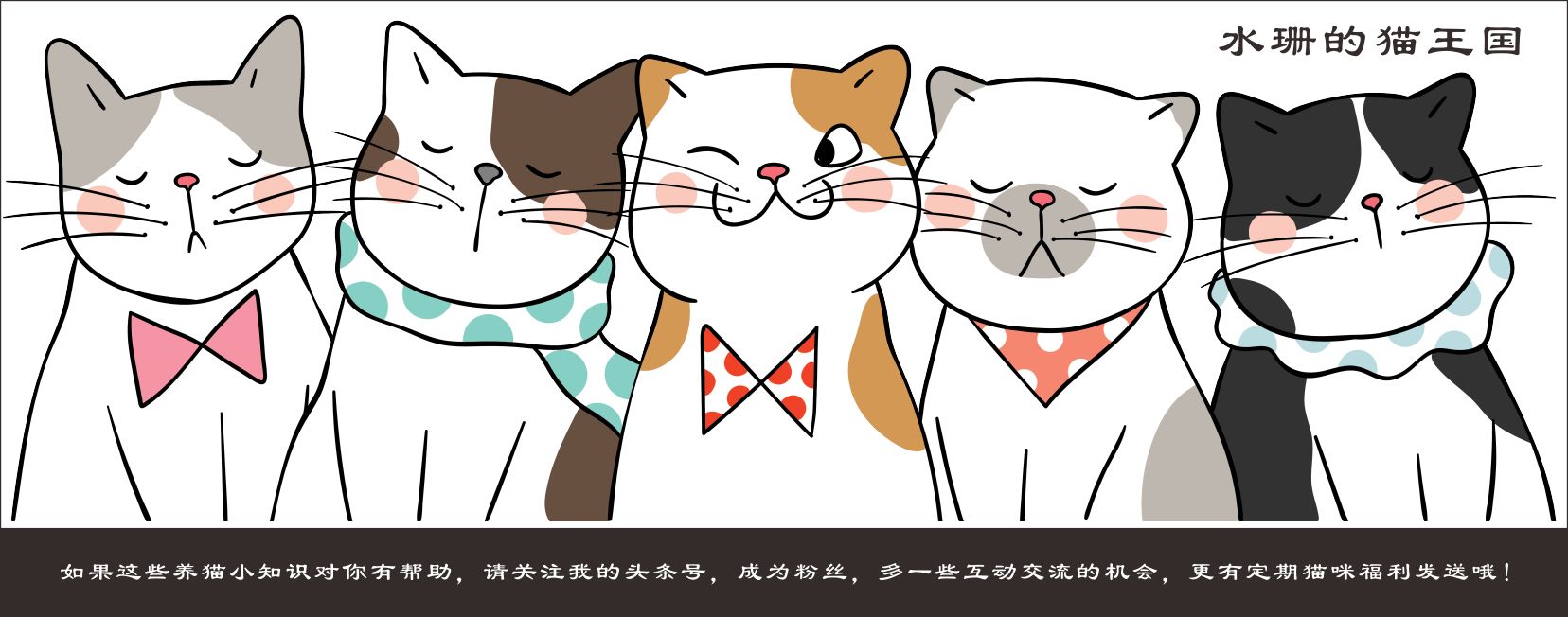 第一次养猫让猫养成习惯,怎么养猫养成吃饭的习惯