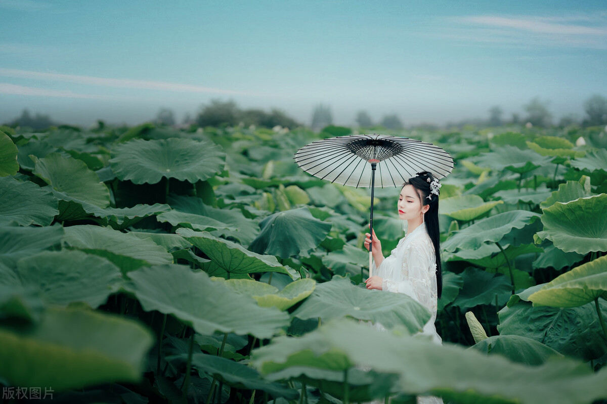 王昌龄描写荷花表达什么心情,王昌龄写荷叶荷花的古诗